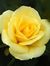 Sadiya ...