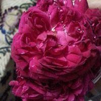 Sumayyah Afreen