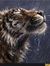 Storm Cat