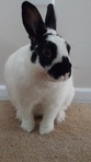 Jack