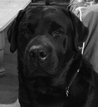 Julie Gerow