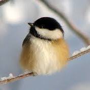 Deb Hofmann Lanthier