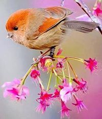 Venkatabhargavi Avala