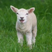 Tammy Parthemore Fritz