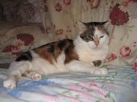 Cheryl Silver-Hatala