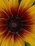 Donna M...