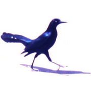 HappyGrackle