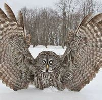 Constantina Fronimos-Baldwin