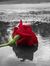 Boushra...