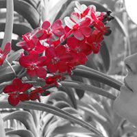 Калина Кондова