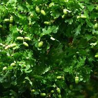 Katri Aaslav-Tepandi