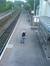 Ben Nic...