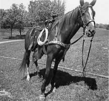 MMFaulkner
