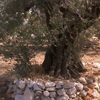 منجد جوابرة