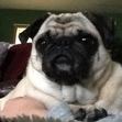 Pug