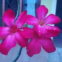 Khoirunnisa Ayu Paramitha