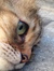 anthropomorphism