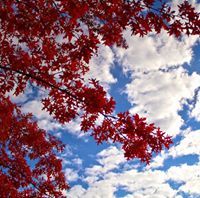 آلاء الودود