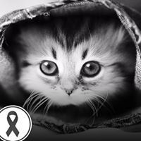 กฤตาภรณ์ ฉันทาลุนัย