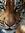 FantomTiger2 | 17 comments