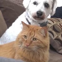 Sha-Ron Spiven-Allen