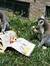 Reading_lemur