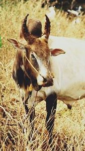 Muthukumar Muthukumar