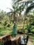 Sonali ...
