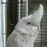 محمد الرويلي