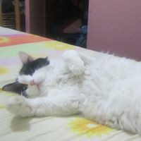 Nektar Ini
