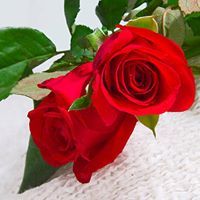 Диана Чотова-Динева