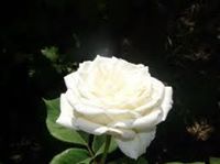 Зойка Точева