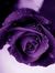 Deepa S...