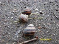 Иван Новиков