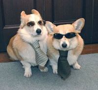 Corgies Rule