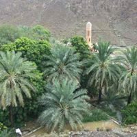 ناصر الحسني