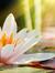 Lily Co...