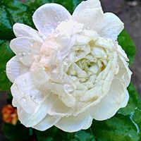 صديق السامرائي