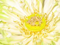 Monchai Vimuktananda