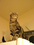 Lilut