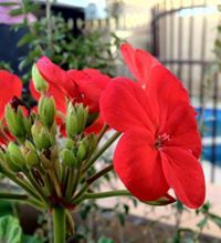 محمد الزايد