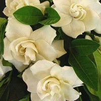 أسماء عابدين