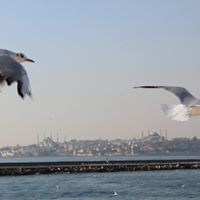 جنازة الملائكه