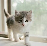 جواني سروشت