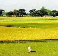 এইচ সজীব