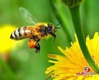 النحلة الدهبية