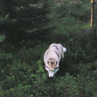 Нино Николов