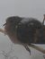 Robin S...