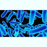 سليمان الخروصي