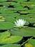 Lily Pad